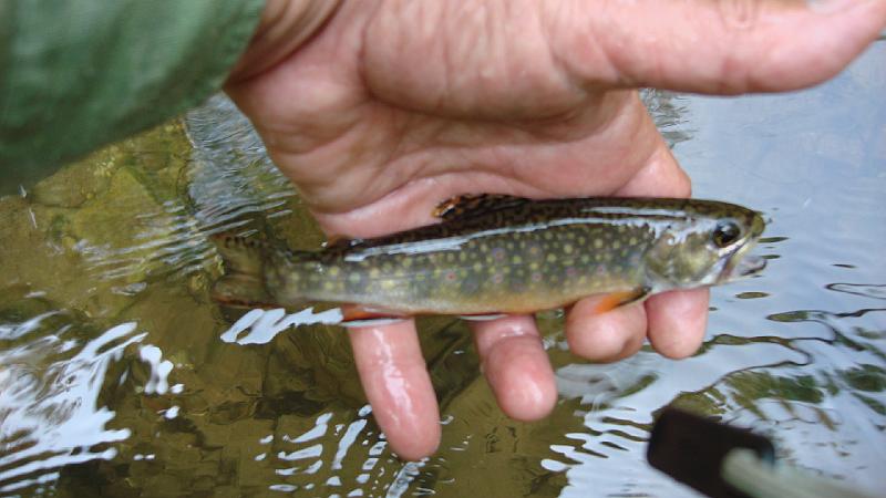 My Beautiful Brookie.JPG